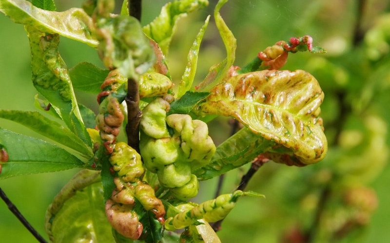 peach tree diseases
