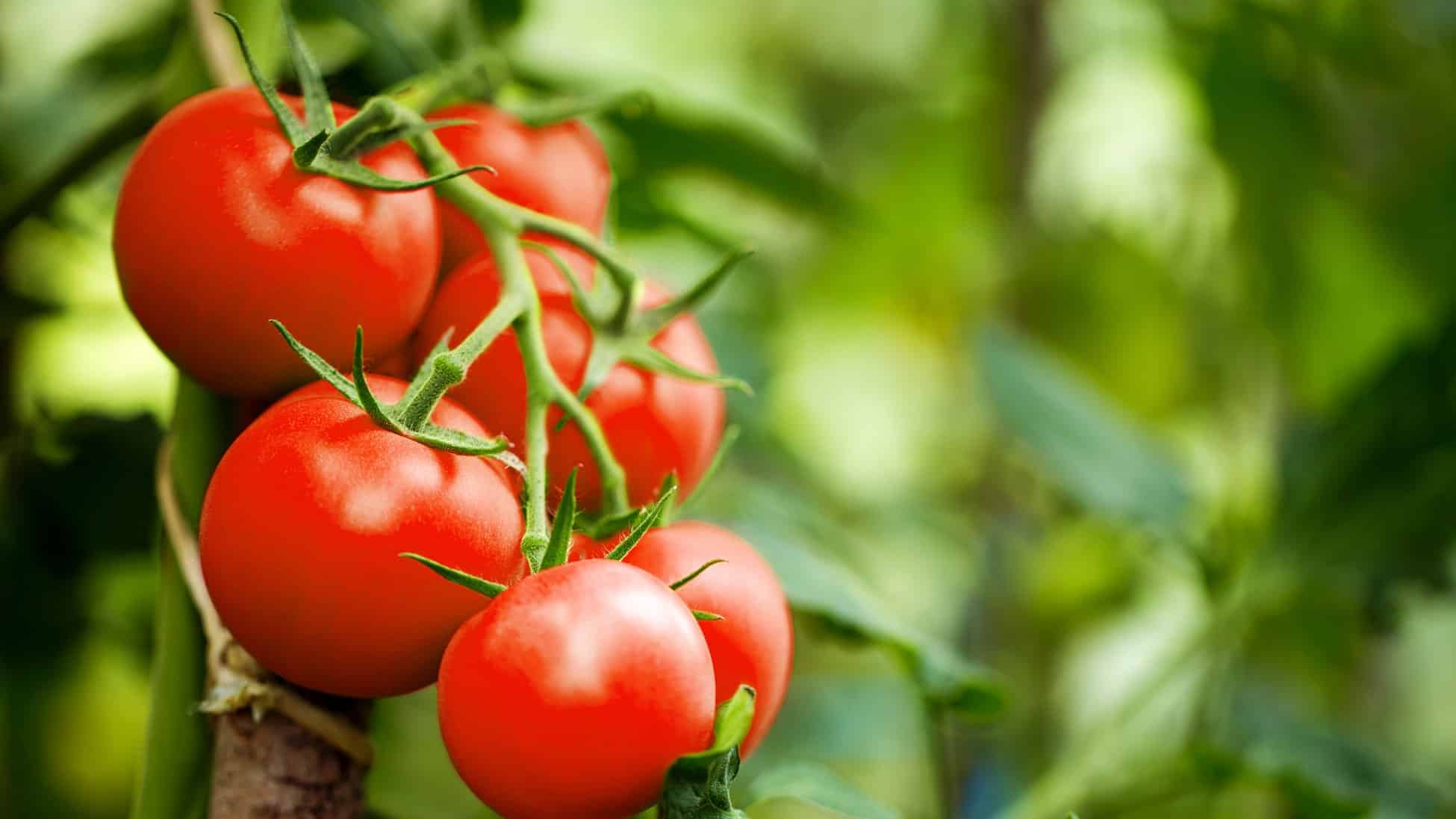 Tomato farm nutrition and fertilization program
