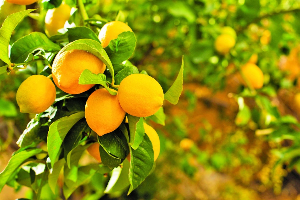 Citrus orchard nutrition and fertilization program